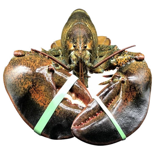 Live Maine Lobster